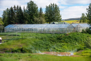 Geothermal heated greenhouses in Iceland