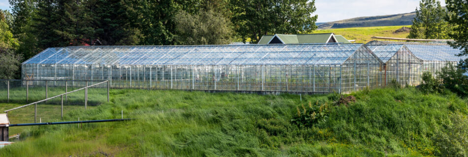 Geothermal heated greenhouses in Iceland
